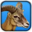 Icon of program: Goat Fight Simulator