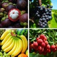 Icon of program: Guess The Fruit