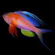 Icon of program: Fishes: Greater Caribbean