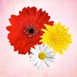 Primerun Flowers + photo editor free + add text to photo image icon