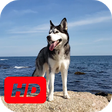 Icono de programa: Siberian Husky Video Live…