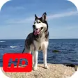 Icon of program: Siberian Husky Video Live…