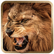 Icono de programa: 3D Lion live wallpaper