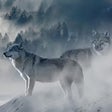 Icon of program: Gray Wolf Sounds & Gray W…