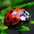 Icon of program: 640x960 Wallpapers for iP…