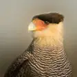 Icon of program: Birds of Patagonia
