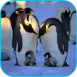 Icon of program: Penguins Video Live Wallp…