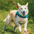 Icon of program: Dog Walk: Animal Rescue G…