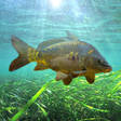 3DCARP2 icon