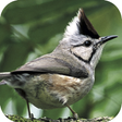 Icon of program: Taiwan Birds