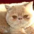 Icon of program: Cat Annoyer