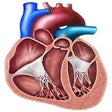 Icon of program: EchoCardio
