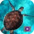 Icon of program: Sea Turtles Video Wallpap…