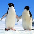 Icon of program: Linux