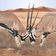Icon of program: Mammals of the Southern A…