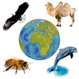 Icon of program: Sounds of Fauna + rington…
