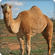 Icono de programa: Camel Sounds Ringtone