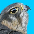 Icon of program: iBird UK & Ireland Guide …