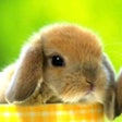 Icon of program: Bunny TapTap Game HD for …