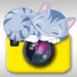 Icon of program: Cat Snap - Photo Bomb Fun…
