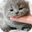 Icon of program: Cute Cat Wallpaper HD