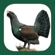 Icon of program: Birds of Eastern Europe