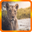 Icon of program: videos of animal document…