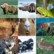 Icon of program: What's The Animal Name (1…