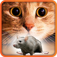 Icon of program: Games for Cat mouse on sc…