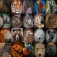 Icon of program: Touching Animal Stories