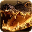 Icon of program: 2016 Angry Alligator Hunt…