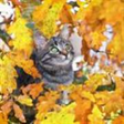 Icono de programa: Animals in Autumn for Win…