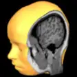 Icon of program: Brain Tutor 3D