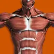 Icon of program: Muscular System 3D (anato…