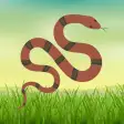 Icon of program: Indian Snakes