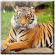 Icon of program: Tiger Photo Frames