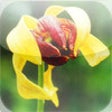 Icon of program: Carnivorous Plants Encycl…