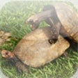Icon of program: Animal Reproduction