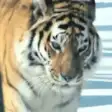 Icon of program: Amur Tiger Video Wallpape…