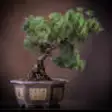Icon of program: Bonsai Tree - A Guide to …