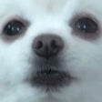 Icon of program: Gabe The Dog SoundBoard