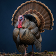 Icon of program: Turkey Calling & Turkey S…