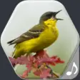 Icon of program: Bird Sounds and Ringtones