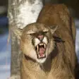 Icon of program: Cougar & Moutain Lion Sou…