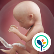 Icon of program: Pregnancy Tracker & Count…