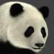 Icon of program: Panda AR