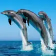 Icon of program: Dolphin Wallpapers - Best…