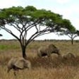 Icono de programa: 3D Serengeti Safari