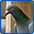 Pigeon Loft Organizer icon