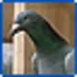 Icon of program: Pigeon Loft Organizer